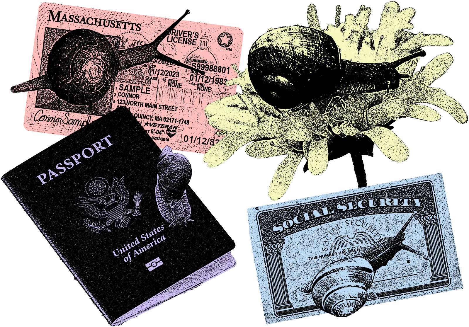 A social security card, a passport, a Massachusetts state ID, and a flower. There is a snail on every object and they are styled with a photocopier aesthetic.